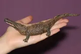 dinozaur-sarcosuch-marka-collecta