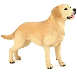 labrador