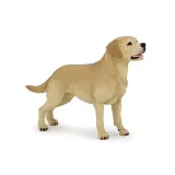 labrador-stan-nowy