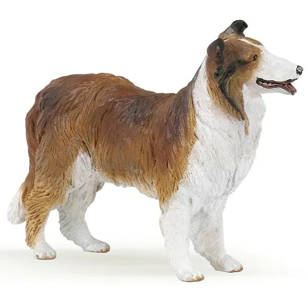 owczarek-collie-stan-nowy