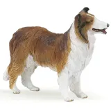 owczarek-collie-stan-nowy