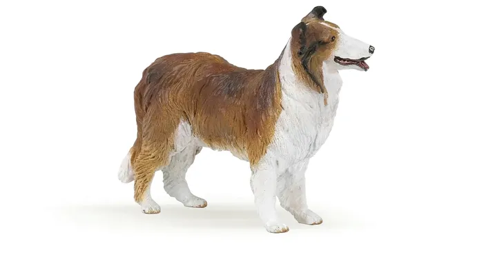 owczarek-collie-bohater-brak