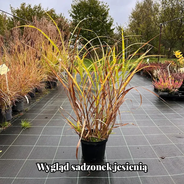 miskant-chinski-zebrinus