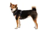 ruffwear-front-range-harness-szelki-dla-psa-basalt-gray-s-stan-nowy