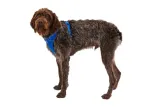 ruffwear-front-range-harness-szelki-dla-psa-blue-pool-xs-stan-nowy