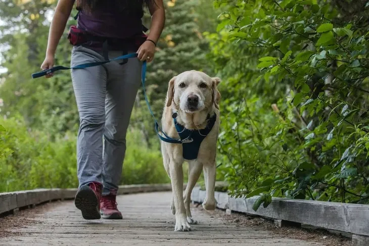 ruffwear-front-range-harness-szelki-dla-psa-blue-pool-xs-typ-regulowane