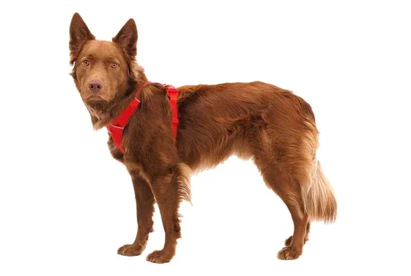 ruffwear-front-range-harness-szelki-dla-psa-red-canyon-s