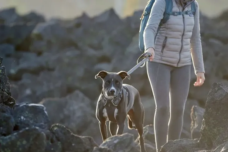 ruffwear-front-range-harness-szelki-dla-psa-red-canyon-s-cechy-dodatkowe-bezuciskowe-elementy-odblaskowe
