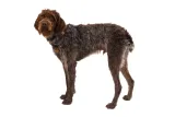 ruffwear-front-range-harness-szelki-dla-psa-moonlight-mountains-m-stan-nowy-kolor-odcienie-brazowego-odcienie-szarosci