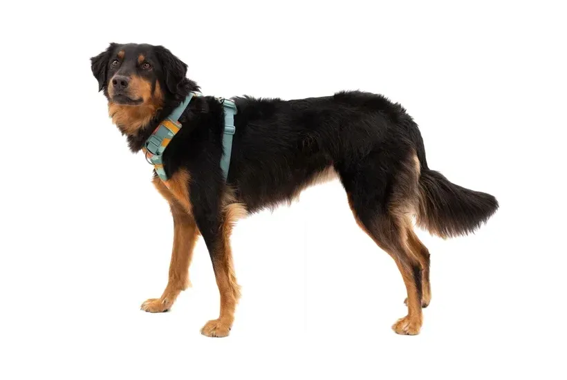 ruffwear-front-range-harness-szelki-dla-psa-spring-mountains-l-xl