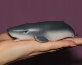 mlody-kaszalot-plec-chlopcy-dziewczynki