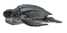 zolw-skorzasty