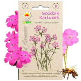 wildflower-gozdzik-kartuzek-roslina-miododajna-02-g