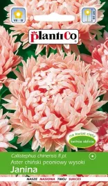 aster-chinski-peoniowy-wysoki-rozowy-janina-1g-plantico