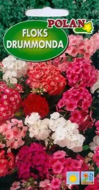 floks-drummonda-1g-nasiona-kwiatow-polan