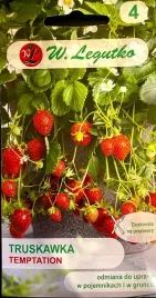 truskawka-temptation-003g-nasiona-w-legutko