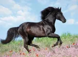 puzzle-200-piekno-konia-kod-producenta-128037