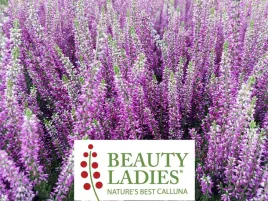 wrzos-luka-beauty-ladies-ciemny-fiolet-paczkowy-c06