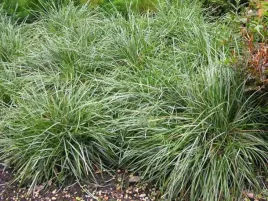 sesleria-blektina-zimozielona-trawa-c2