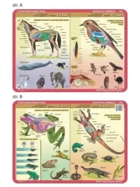 podkladka-edu-053-anatomia-ssaki-ptaki-plazy
