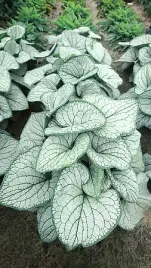 brunnera-silver-heart-bylina-do-cienia-srebrne-liscie