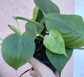 philodendron-scandens-sadzonka-fi-12-20-cm
