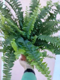 nephrolepis-exaltata-green-lady-paproc-sadzonka-fi-12-45-cm