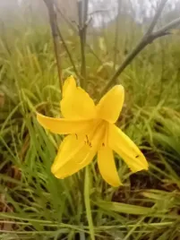 liliowiec-do-ogrodu-i-na-taras