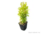 berberys-thunberga-erecta-p9-zielony-kolor-kwiatow-inny-kolor