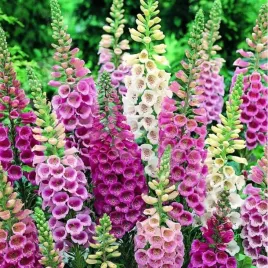 naparstnica-purpurowa-mix-miododajna-idealny-na-rabaty-nasiona-plantico