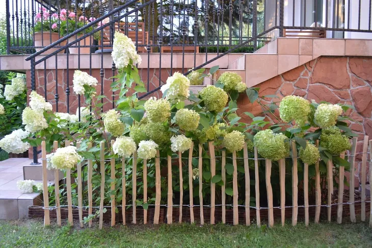 plot-leszczynowy-60-cm-x-300-cm