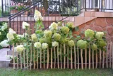plot-leszczynowy-50-cm-x-300-cm