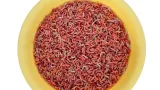 robak-pinka-1-litr-600g-marka-ja-ber