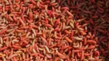 robak-kolorowy-1-litr-600g