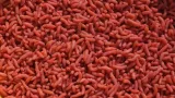 robak-pinka-fluo-1-litr-600g