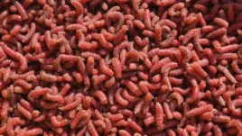 robak-pinka-bordo-1-litr-600g