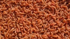 robak-pinka-pomaranczowa-1-litr-600g