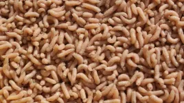 robak-pinka-biala-1-litr-600g