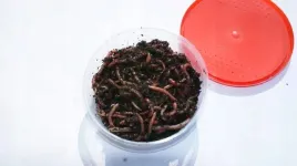 robak-czerwony-dendrobena-2