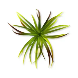 bioplant-tillandsia-brachycaulos-abdida-green-roslina-sztuczna-doskonala-im