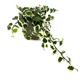 ficus-pumila-variegata-fikus-pnacy-zywa-roslina-do-terrarium