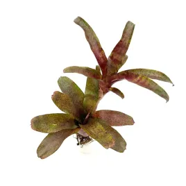 neoregelia-atlantis-zywa-roslina-do-terrarium
