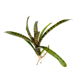 neoregelia-rubrifolia-zywa-roslina-do-terrarium