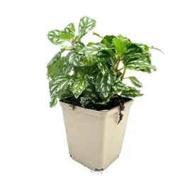pilea-cadierei-pilea-cadiera-zywa-roslina-do-terrarium