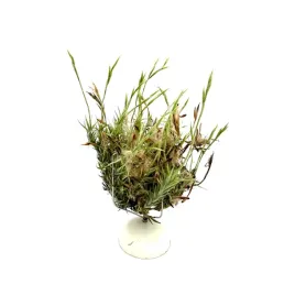 tillandsia-tricholepis-pulk-oplatwa-zywa-roslina-do-terrarium