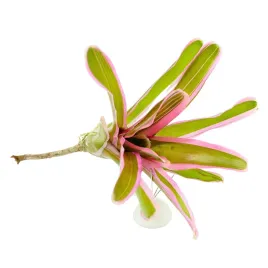 neoregelia-pink-zywa-roslina-do-terrarium