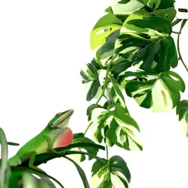 biobush-no3-roslina-sztuczna-tropikalna-do-terrarium-monstera-variegata