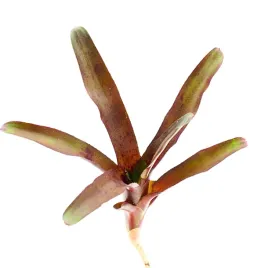 neoregelia-amazon-zywa-roslina-do-terrarium