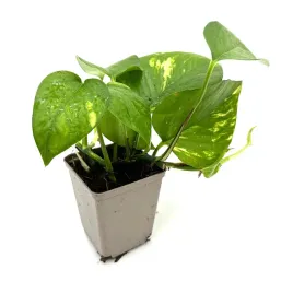 epipremnum-aureum-epipremnum-zlociste-zywa-roslina-do-terrarium