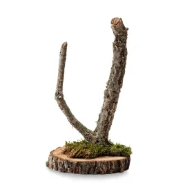 biobranch-tree-40cm-drzewko-debu-korkowego